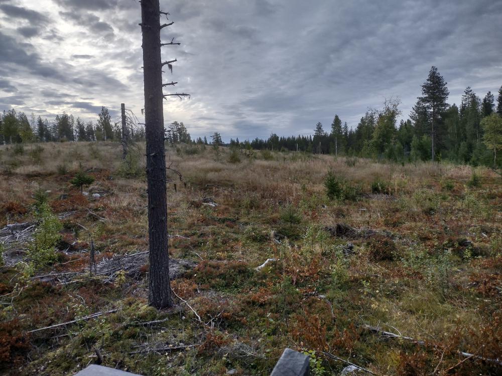 IMG_20220906_063056262_HDR.thumb.jpg.82cdb0a45b9d5a5fc4ad4dfd8ca56326.jpg