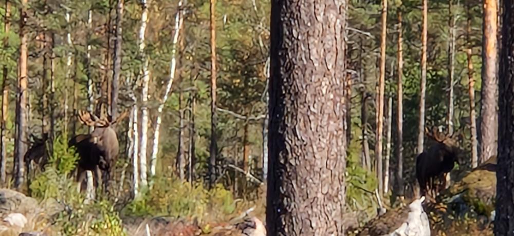 20221012_130554.thumb.jpg.8f4801a4635f3252ff0244ec34b2ede5.jpg