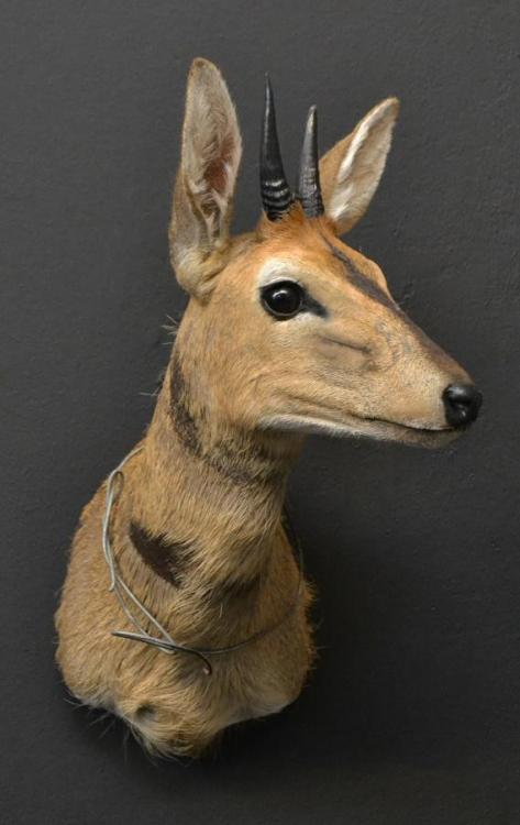 18828 - Michael Steppa Duiker shoulder mount (2).JPG
