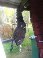 post-1184-1189363334_thumb.jpg