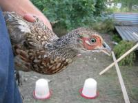 post-1497-1186303422_thumb.jpg