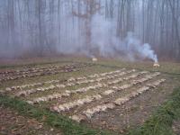 post-18-1164146031_thumb.jpg